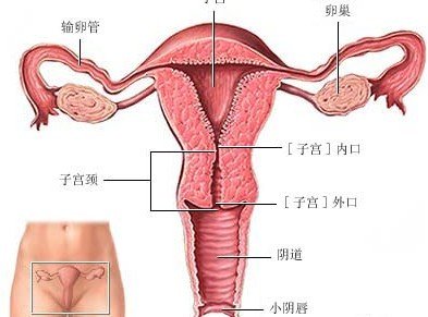 如何诊断子宫内膜异位症