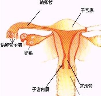 输卵管炎的检查方法