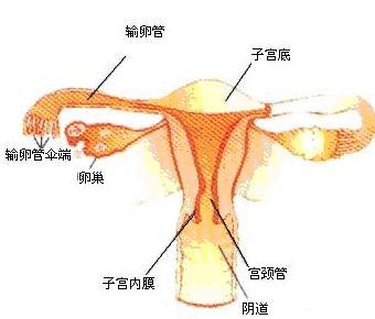 输卵管检查的注意事项