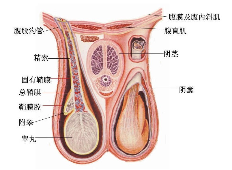 睾丸结构图
